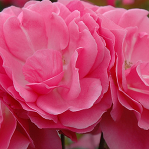 Онлайн магазин за рози - мини родословни рози - розов - Pоза Моана - дискретен аромат - Самюел Дара Макгриди IV - Идеална за декорация на ъгли.Богат клъстерен цвят.Идеална за покриване.